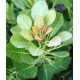 Смрадлика ( Cotinus coggygria ) Смрадлика ( Cotinus coggygria )